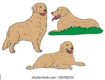golden retrievers dog