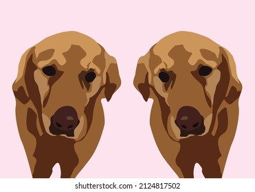 Golden retrievers next to each other on pink background