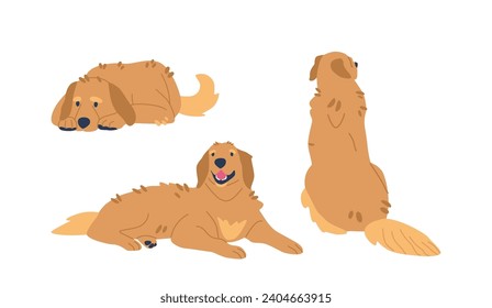 Golden Retrievers Sitting and Lying Poses, Their Expressive Eyes Shining With Warmth. From The Sit To Playful Sprawl