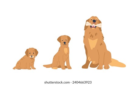 Golden Retrievers Undergo Puppy, Adolescent, And Adult Stages. Cute Funny Canine Pet Growing. Adult Dig Sitting