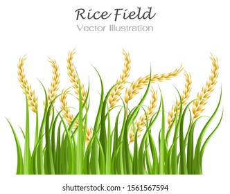 Golden rice field and green leaves. Isolated on white background. Vector Illustration.