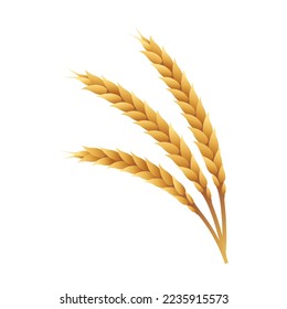 Golden ripe wheat, barley ears spikelets with grains. Whole stalks for brewery, bakery, flour production, agricultural symbol. Organic vegetarian food flat vector illustration