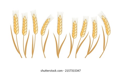 Golden ripe wheat ears. Vector design elements