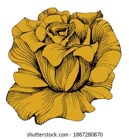 Golden Rose flower. Floral botanical flower. Isolated illustration element. Vector hand drawing wildflower for background, texture, wrapper pattern, frame or border.