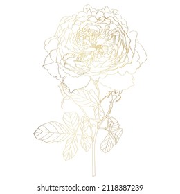 Golden Roses line branch with leaves and bud on white background. Spring summer flowers design elements.