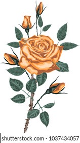 Golden roses vector art - Bouquet of golden  roses - vintage art