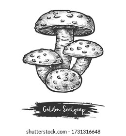 Golden scalycap or flame scalecap mushroom. Flaming or yellow pholiota sketch. Vector illustration of autumn or fall edible fungus. Forest or wood cutted fungi icon. Recipe or cook, food theme