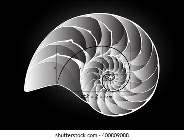 Golden Section On Shell Vector