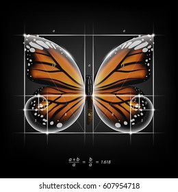 Sección dorada (proporción, proporción divina) y espiral dorada sobre vectores de mariposa monarca transparente