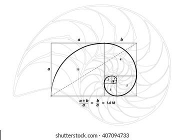 Golden section and shell line on white, vector