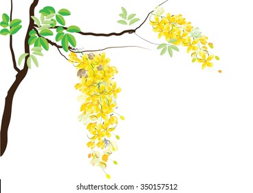 Golden shower flowers or Ratchaphruek ,yellow watercolor look  on white background,set of asean national flower for Thailand