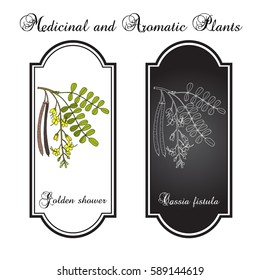 Golden shower, or rain tree (Cassia fistula), medicinal plant. Hand drawn botanical vector illustration