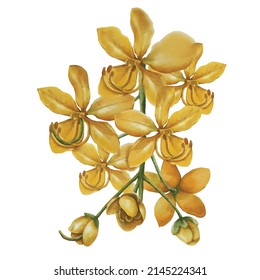 Golden Shower Tree isolated on white background, vector