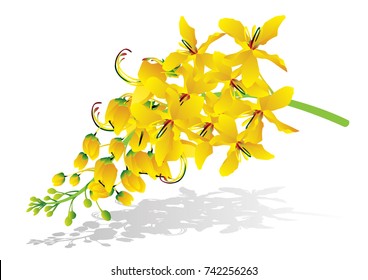Golden Shower Tree thai