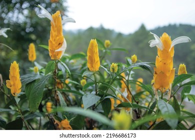 Golden shrimp plant also known as lollipop plant, with its bright yellow flower resembles a crustacean