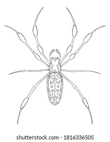 Golden Silk Orb Weaver Spider outline. Hand drawn vector illustration. For education, referemce, web design, graphic design