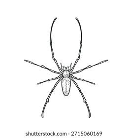 Orbe de seda dourada tecelão contorno de aranha. Inseto nephila na arte da linha. Desenho de tinta de aranha de banana. Desenho desenhado à mão gravura estilo ilustração vetor para Halloween, conceito entomologia.