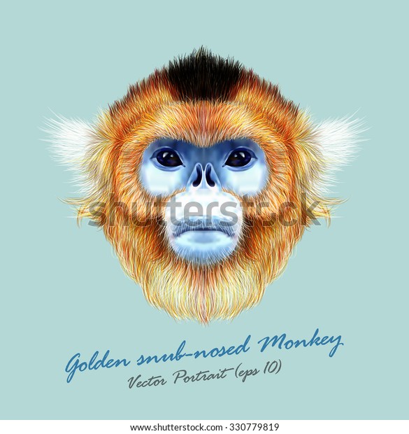 金色の鼻をした猿の野生動物の青い顔 ベクターアジア人 中国人 日本人の変な赤毛の頭霊長類のポートレート 青の背景にジャングルの金色のサルのリアルな毛皮のポートレート のベクター画像素材 ロイヤリティフリー