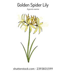 Golden Spider Lily (Lycoris aurea), ornamental and medicinal plant. Hand drawn botanical vector illustration
