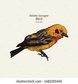 Der Goldtanager ist eine Vogelart in der Familie der Thraupidae. Handgezeichnete Vektorillustration.