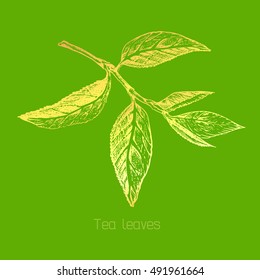 Golden tea tree leaf emblem. Vector illustration.
