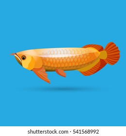 Golden thin arowana swimming in blue water. Vector illustration of long ancient fish with plain colouring. Freshwater bony fish bonytongues. Strange yellow inhabitant of seas, rivers or lakes.