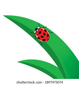 Golden Tortoise Beetle on green leaf.