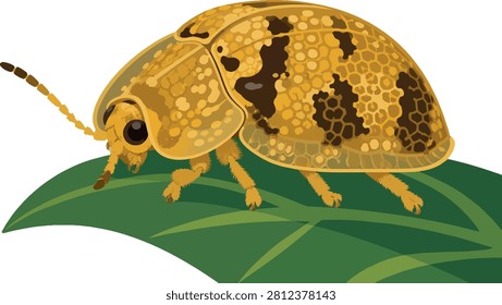 golden tortoise beetle side view on leaf, close-up textured detailed, flat vector illustration