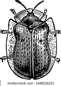 Golden Tortoise Beetle, vintage illustration.