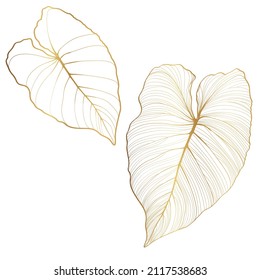 Golden tropical monstera philodendron leave on white background. Elegant exotic decoration for cosmetics, spa, perfume, health care products, tourist agency, summer party invitation, aroma.