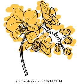 Golden Tropical orchid flower. Floral botanical flower. Isolated illustration element. Vector wildflower for background, texture, wrapper pattern, frame or border.