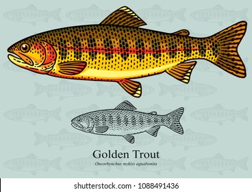 Golden Trout. Vector illustration with refined details and optimized stroke that allows the image to be used in small sizes, in packaging design, decoration, educational graphics, etc.