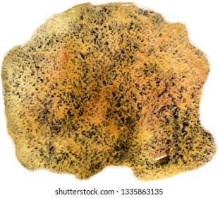 Golden watercolor stain with craquelure vector on white background