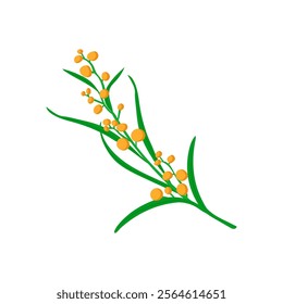 Golden Wattle Australian Symbol Vector Illustration