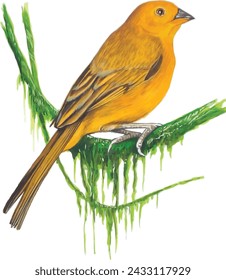 Der in Afrika südlich der Sahara beheimatete Golden Weaver-Vogel ist für sein lebendiges goldgelbes Gefieder und seine komplizierten Nestbaukünste bekannt.