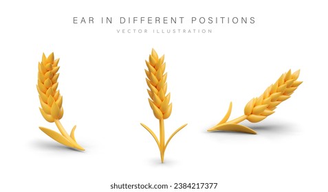 Trigo dorado en diferentes posiciones. Concepto de producto natural y cosecha. Oso orgánico para harina. Agricultura del pan y concepto natural. Ilustración vectorial en estilo 3d con lugar para texto