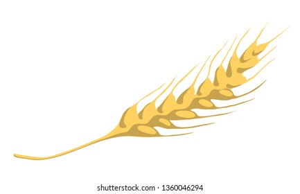 Golden wheat ear isolated on white background. Healthy diet nutrition. Agriculture harvest. Concept of bakery or brewery