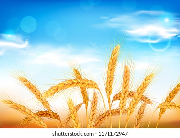 Golden wheat ears and blue sky. Vector illustration.