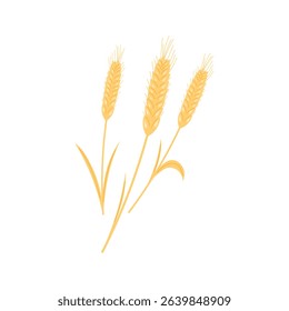 Golden wheat ears. Organic wheat, bread agriculture. Perfect for bakery design, food packaging. Vector illustration isolated on white background.