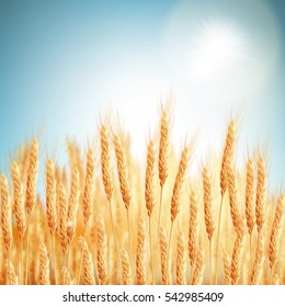 Golden Wheat Field And Sunny Day. EPS 10 Vector File Included