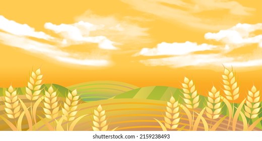 Golden wheat illustration graphic background