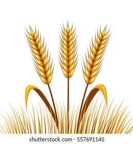 Golden wheat with leaf