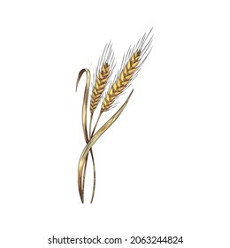 Golden wheat plant with leaves and grains, hand drawn sketch style vector illustration isolated on white background. Wheat cereal plant icon or symbol.