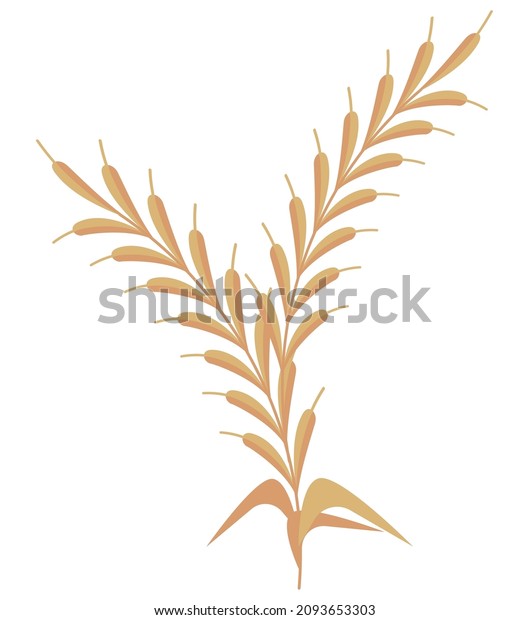 golden wheat spike nature
icon