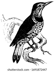 Golden Winged Woodpecker is known for burrowing its own holes into live trees to use as a nest, vintage line drawing or engraving illustration.