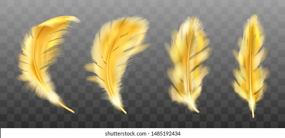 Golden yellow fluffy feather vector realistic set isolated on transparent background. Gold feathers from wings of birds or angel, symbol of softness and purity, design element