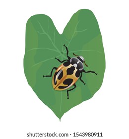 golden yellow ladybug on green leaves. insect type animals. small animals that can fly. leaves and insects.