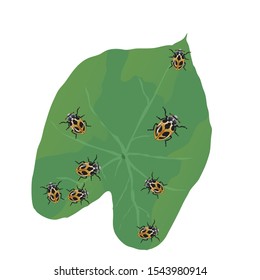 golden yellow ladybug on green leaves. insect type animals. small animals that can fly. leaves and insects.