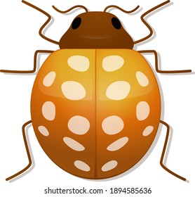 golden yellow ladybug with white spots insect realistic vector drawing