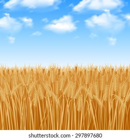 Golden yellow wheat field and summer sky background vector illustration